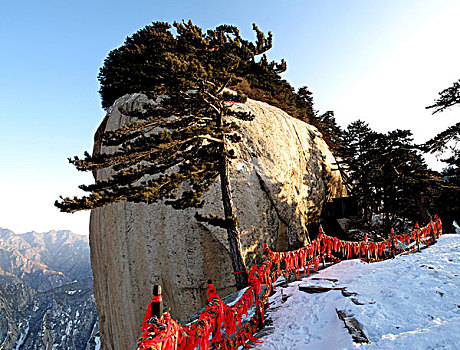 陕西-西岳华山东峰引凤亭旁的引凤松