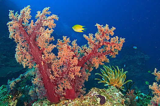 黄色,雀鲷,靠近,软珊瑚,树,水,维提岛,斐济,南太平洋