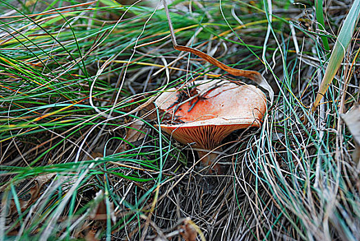松树蘑菇
