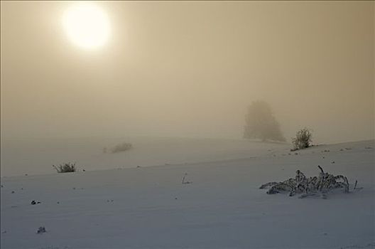 雾状,冬季风景