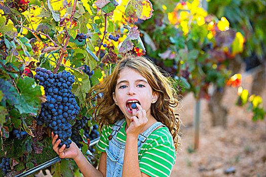 农民,儿童,女孩,葡萄园,食用葡萄,秋叶,地中海,地点