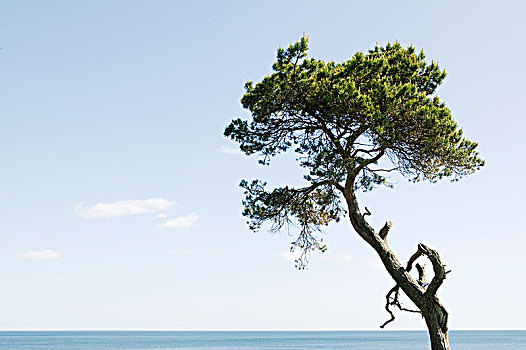 松树,海洋,瑞典