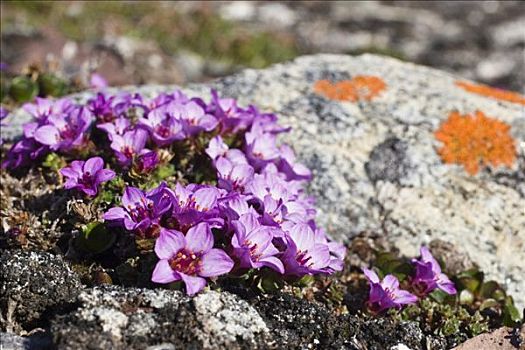 紫色,虎耳草属植物,斯匹次卑尔根岛,挪威