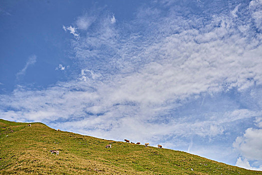远景,母牛,山坡,山,提洛尔,奥地利
