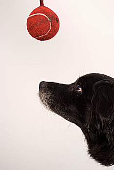 狗,看,球,高处,头像