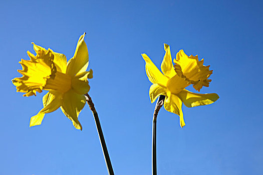 黄色,水仙花,诺森伯兰郡,英格兰
