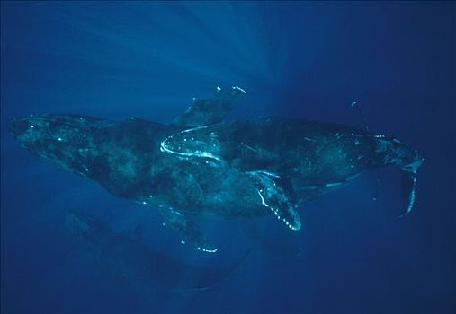 驼背鲸,大翅鲸属,鲸鱼,蓝色,水,科纳海岸,夏威夷
