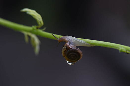 美丽的蜗牛