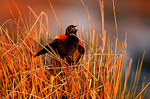 红翅黑鹂,雄性,唱,展示,湿地,马里恩县,伊利诺斯