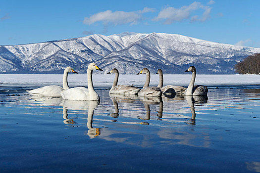 大天鹅,小天鹅,反射,水,屈斜路湖,温泉,北海道,日本,亚洲