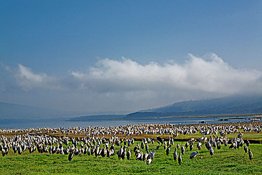 白鹈鹕,鹳,鹮鹳属,朱鹭,纳库鲁湖国家公园,肯尼亚