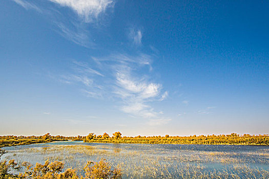 胡杨林,湖泊,倒影,美景