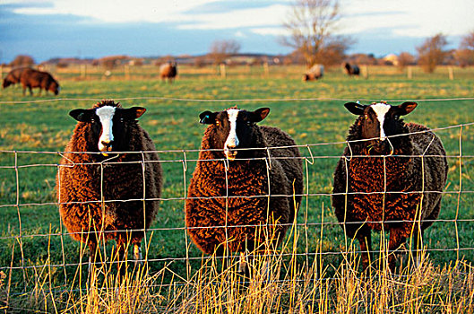 家羊,母羊,看,栅栏,兰开夏郡,英格兰,欧洲