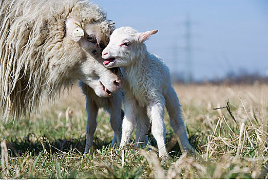 母兽,诞生,绵羊
