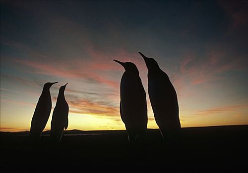 帝企鹅,群,夏天,日落,自愿角,福克兰群岛
