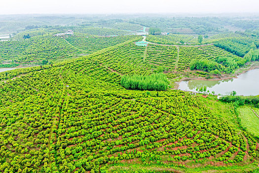 航拍河南信阳光山县司马光油茶园