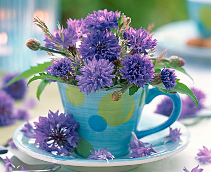 矢车菊,花,蓝色,意式特浓咖啡杯,圆点