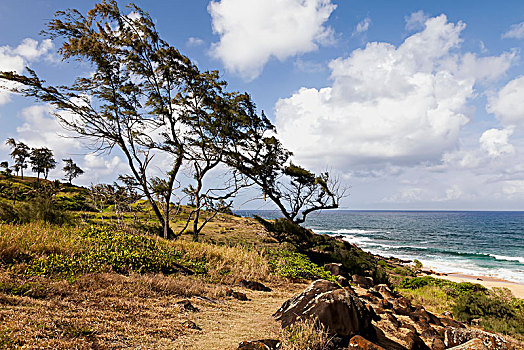 树,风化,交易,风,考艾岛,夏威夷,美国