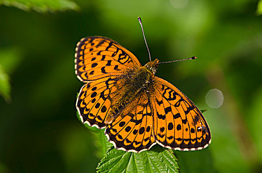 豹纹蝶,提洛尔,奥地利,欧洲