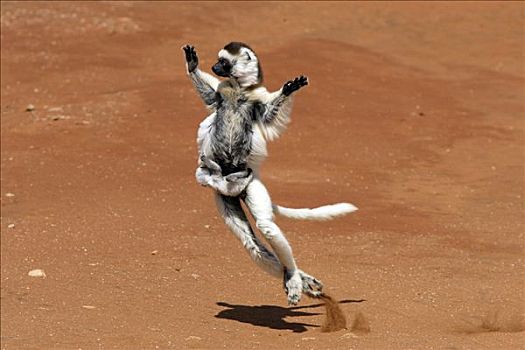 维氏冕狐猴,成年,女性,小动物,跳跃,跳舞,禁猎区,马达加斯加