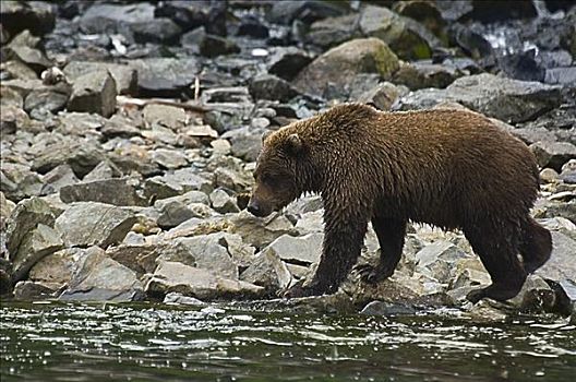 大灰熊,棕熊,觅食,河边