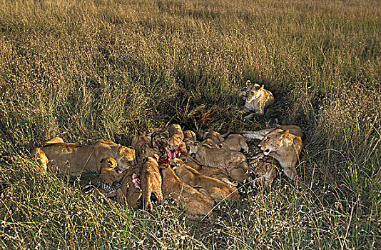非洲狮,狮子,家庭,杀,斑马,马赛马拉,公园,肯尼亚