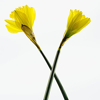 黄色,水仙花,花,白色背景