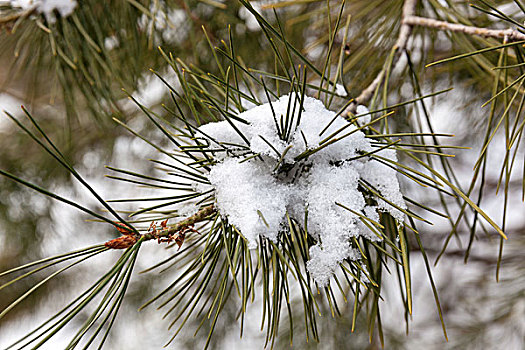 雪,下雪,植物