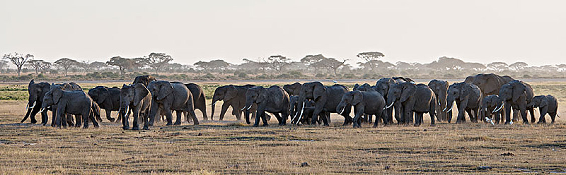 非洲大象031