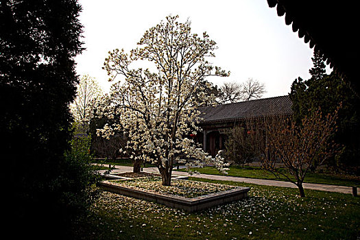 清华大学,高校