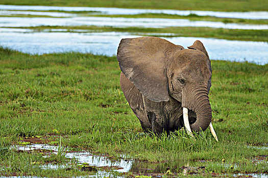 非洲,灌木,大象,非洲象,站立,湿地,吃草,安伯塞利国家公园,肯尼亚