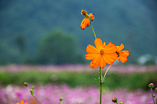 格桑花