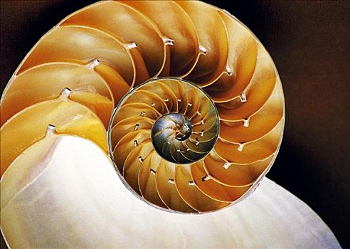 鹦鹉螺贝壳,演化,海洋动物