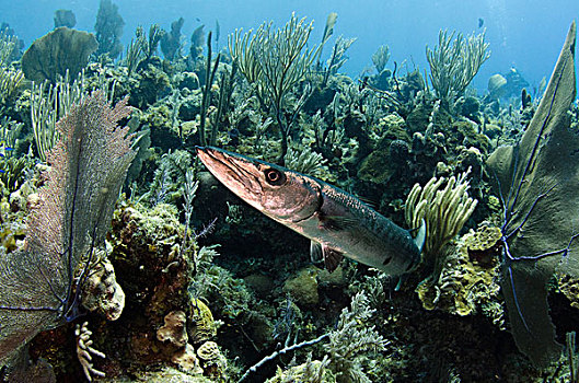 梭鱼,礁石,国家公园,古巴