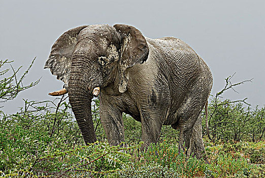大象,非洲象,季节,雨,国家公园,纳米比亚