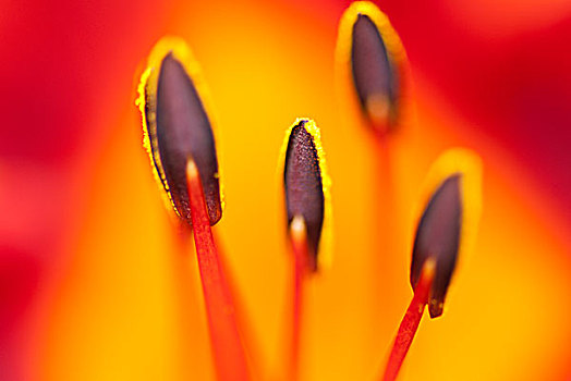 特写,黄花菜,雄蕊