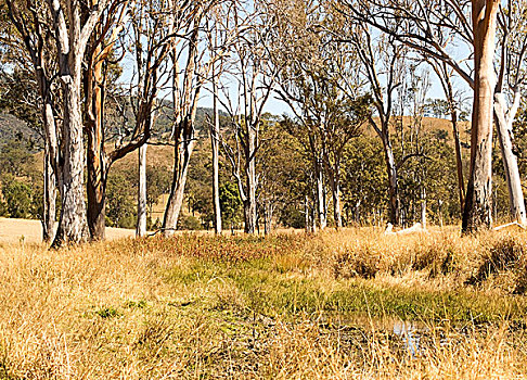 乡村,澳大利亚,水潭,橡胶树