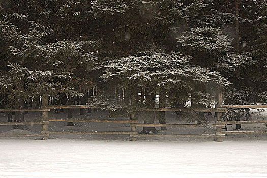 下雪,树,木篱,安大略省,加拿大