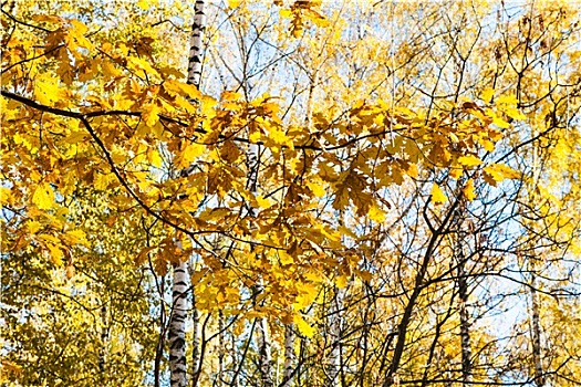 黄色,叶子,树林,秋天