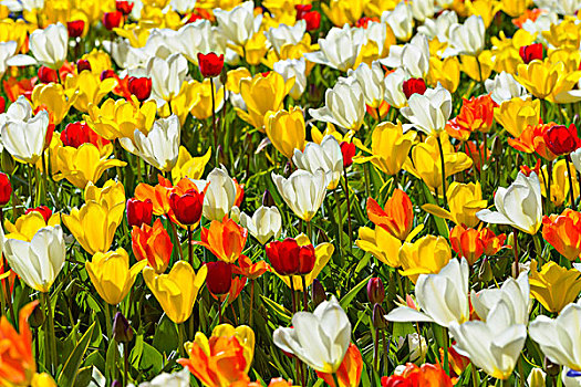 彩色,白色,橙色,黄色,郁金香,春天,库肯霍夫花园,荷兰南部,荷兰
