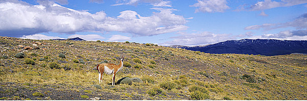 原驼,地点,托雷德裴恩国家公园,巴塔哥尼亚,智利
