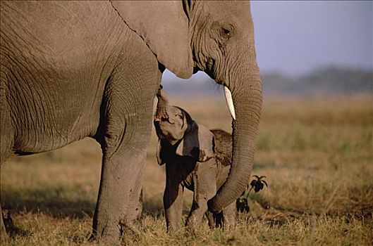 非洲象,幼仔,请求,母兽,护理,安伯塞利国家公园,肯尼亚