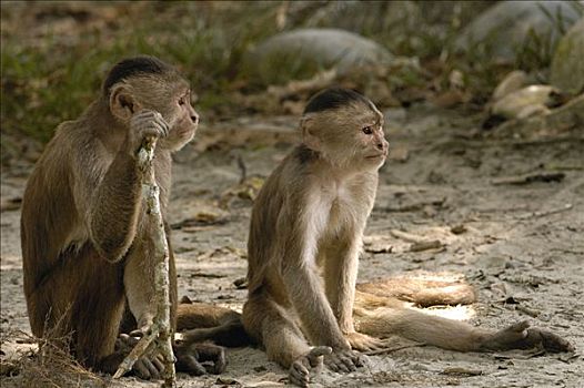 额卷尾猴,白额卷尾猴,一对,海滩,亚马逊雨林,厄瓜多尔