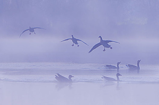灰色,鹅,灰雁,海洋,飞行,陆地,剪影,雾,自然,野生动物,动物,危险,鸟,移动,候鸟,概念,禽流感