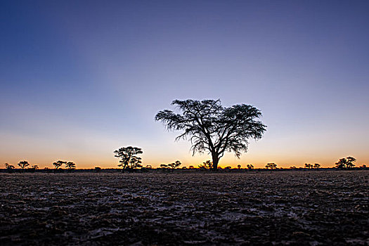风景,骆驼,刺,日落,道路,卡拉哈迪大羚羊国家公园,北开普,南非,非洲