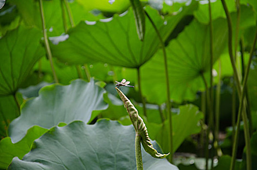 东方概念