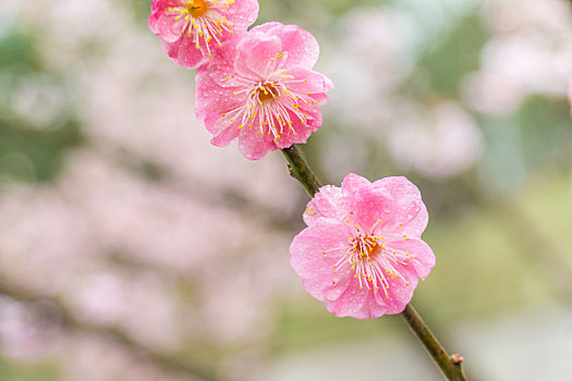 春天公园里的梅花特写