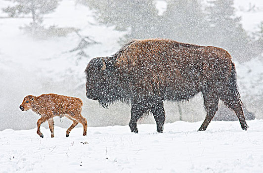 怀俄明,黄石国家公园,野牛,母牛,诞生,幼兽,走,暴风雪
