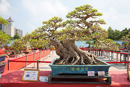 盆景,盆栽,岭南盆景,2019顺德容桂盆景精品展