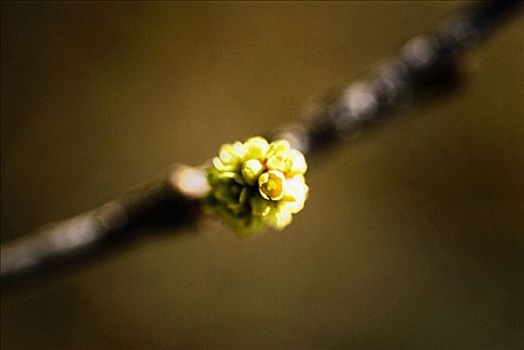 棉白杨,聚焦,小,盛开,花,枝头